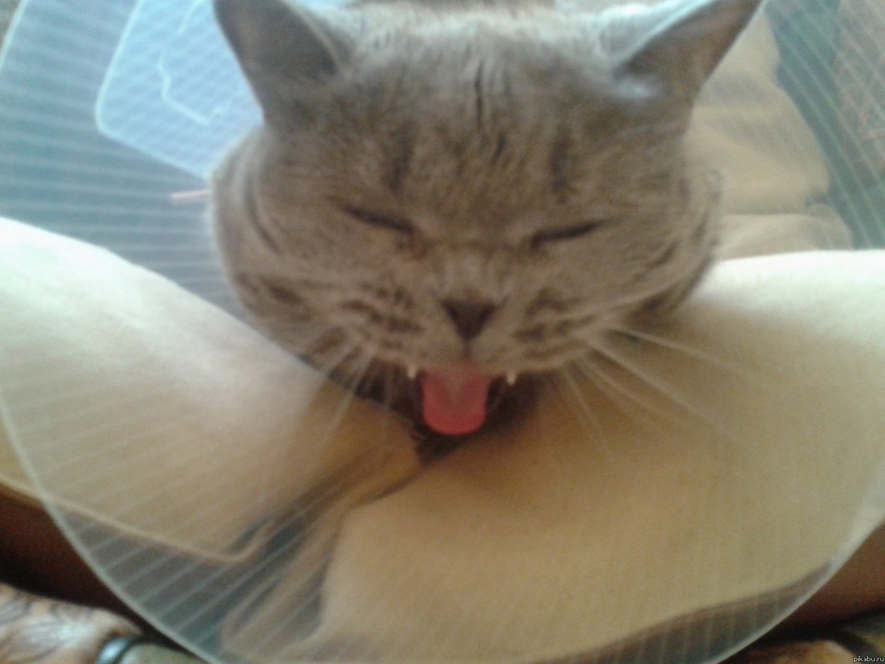 ��� ������� �����.