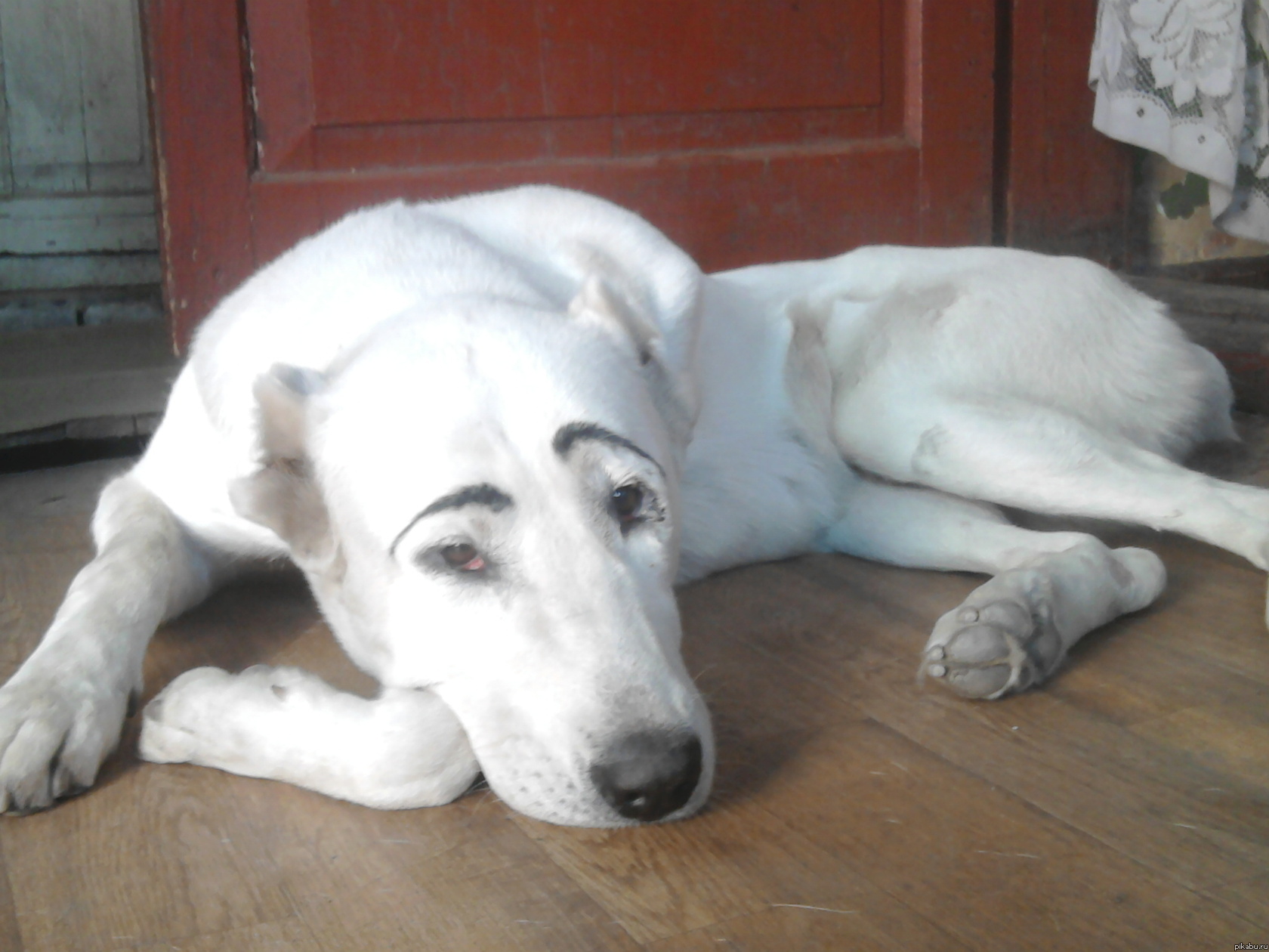 мой хозяин идиот