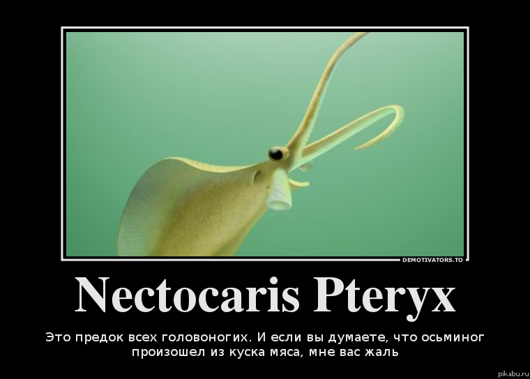 ����� �� ����������� ������������