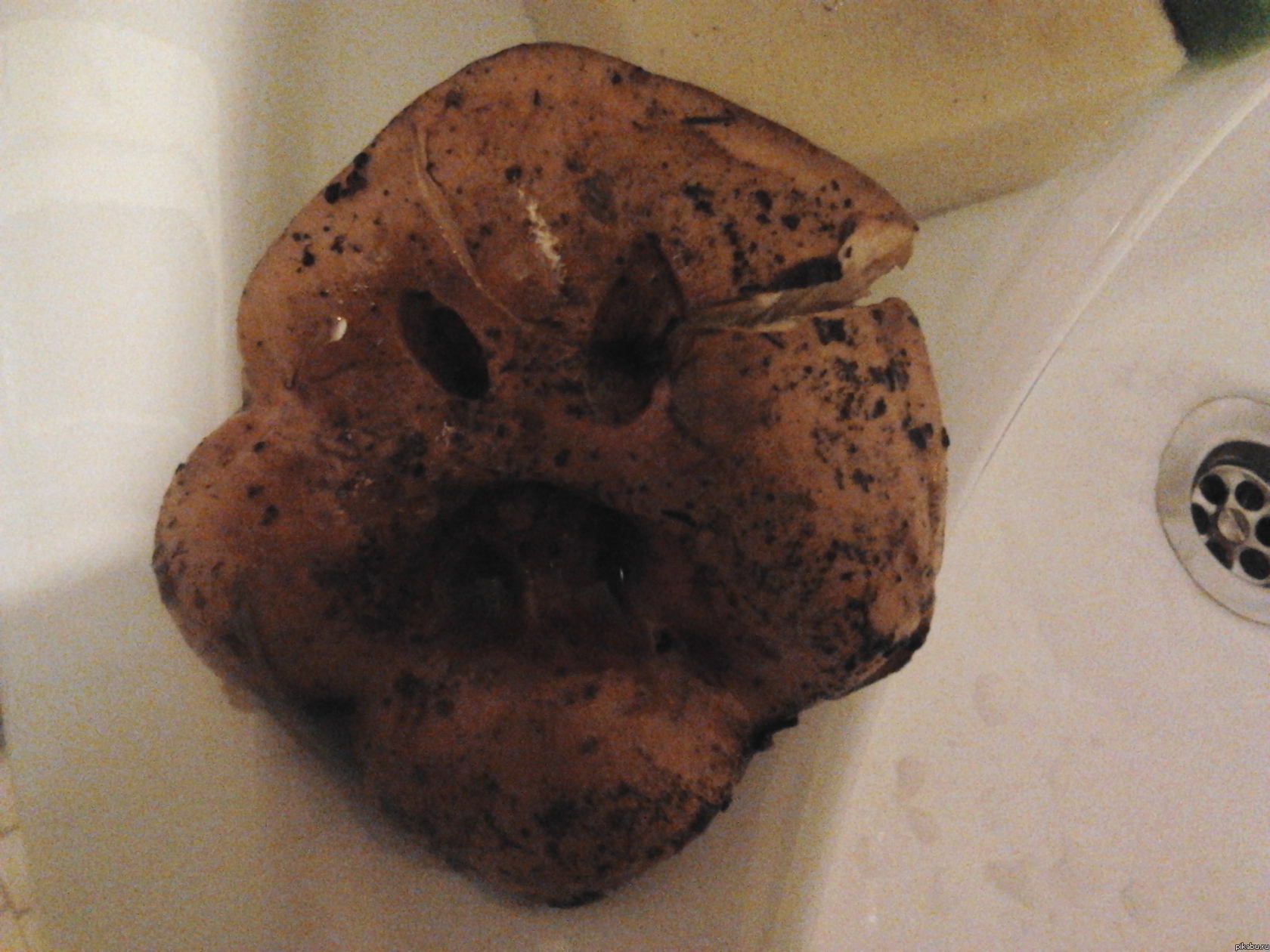 Нашел сегодня упоротый гриб:)