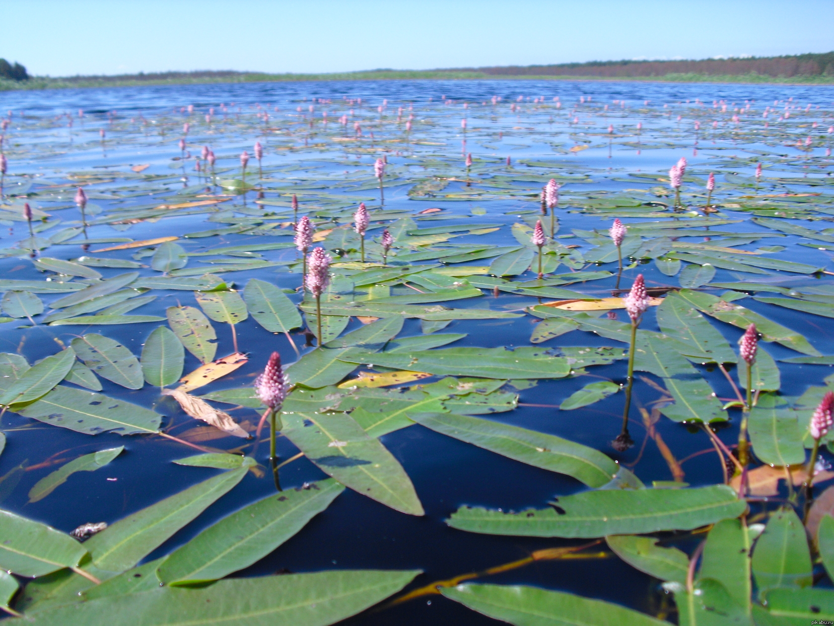 Озеро Сосенское, Карелия