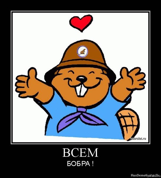 Всем Бобра!11! | Пикабу