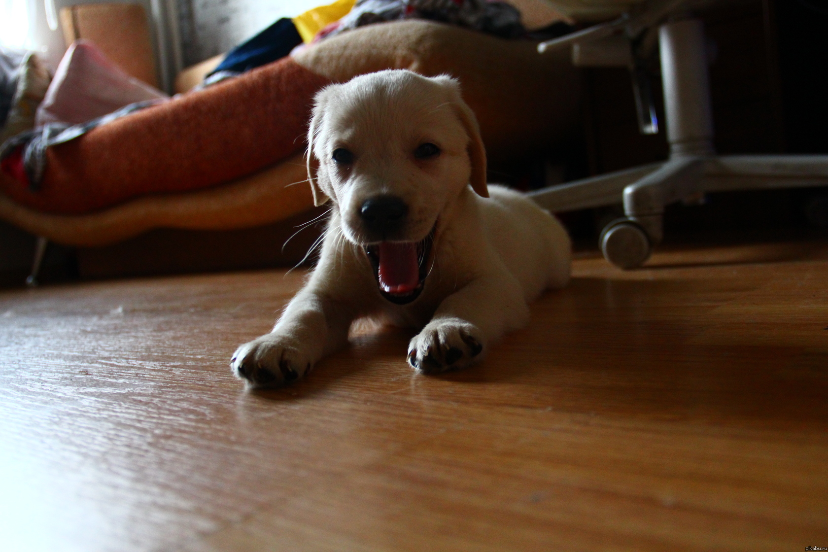 ������� � ����)