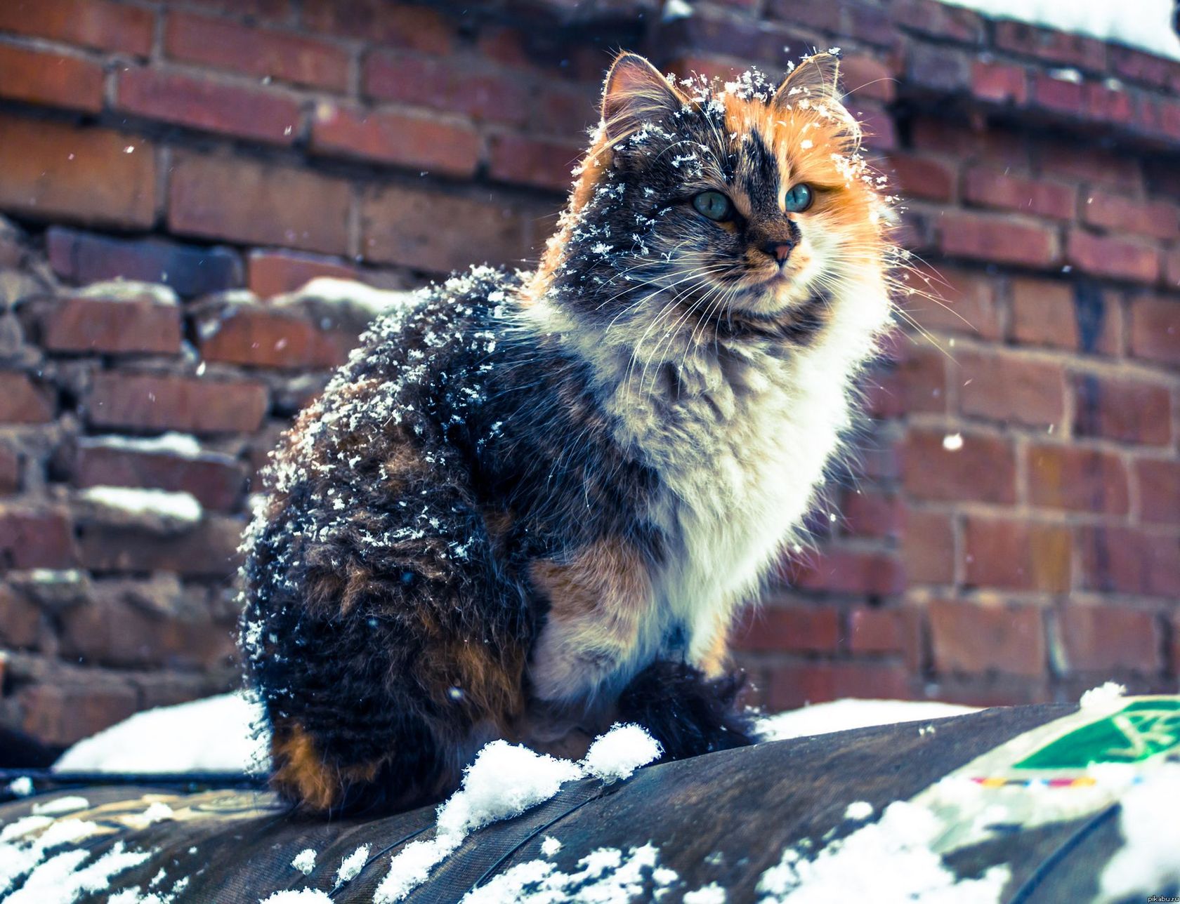 ���������� ��������� �������