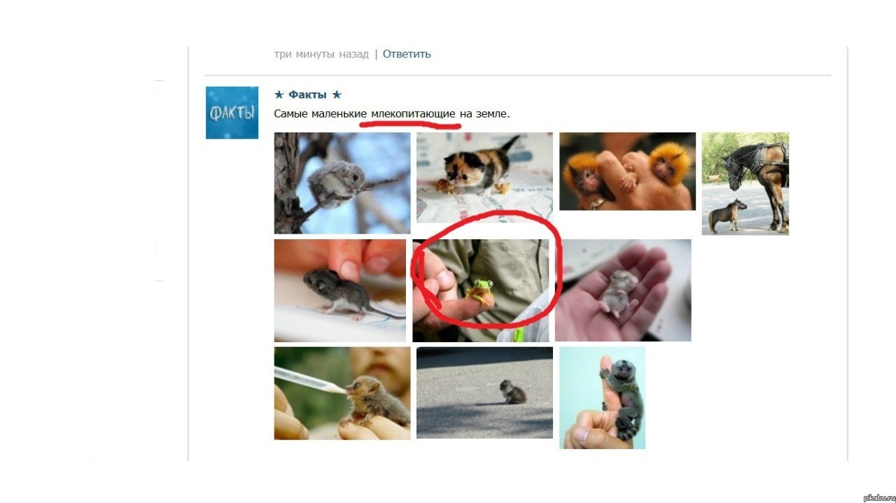 Охрененное млекопитающие