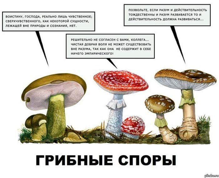 Грибные споры