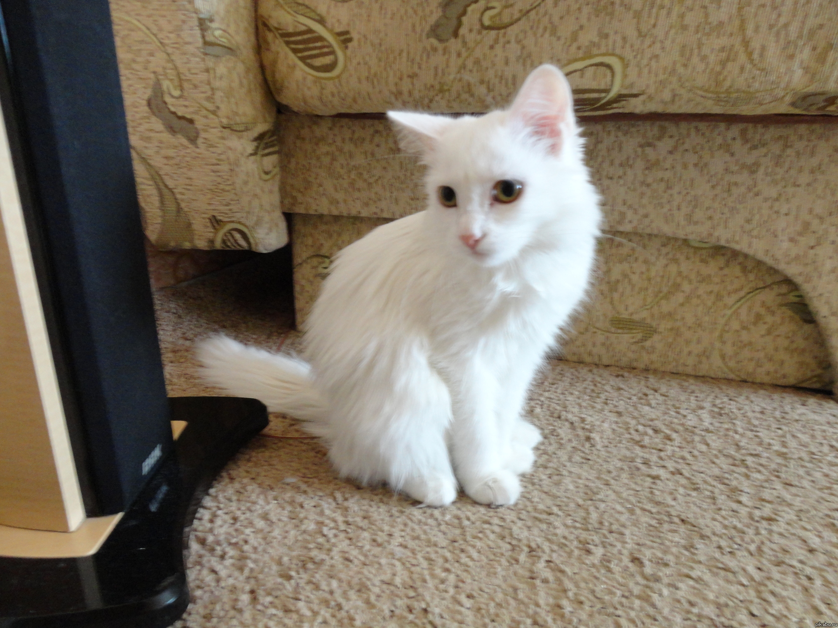 вот они, мои красавицы:)