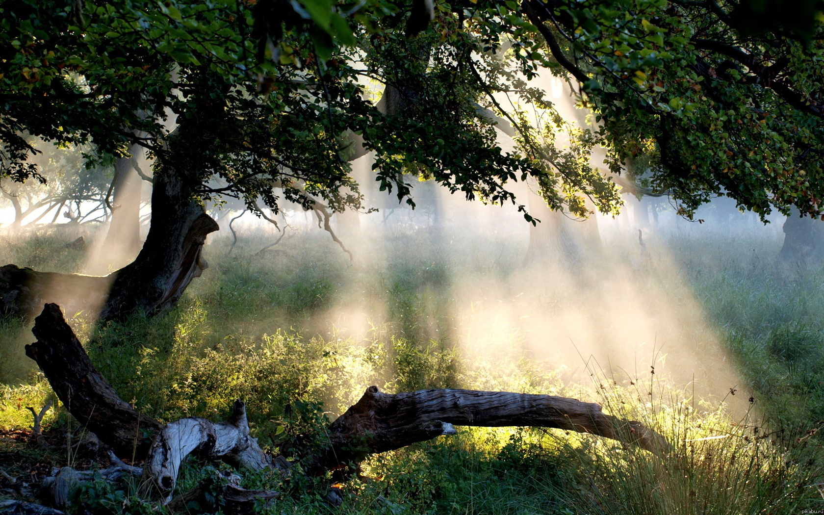 ������ ����, ������ =)