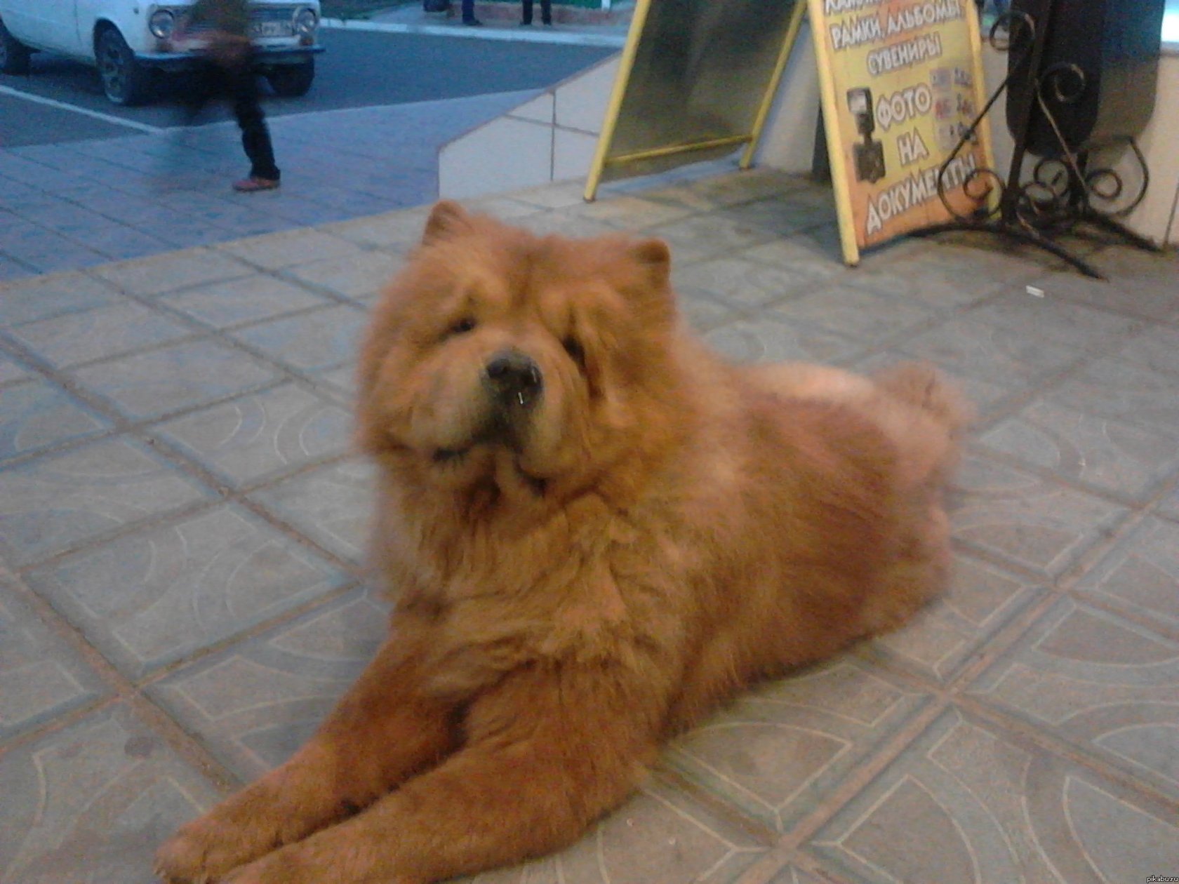 плюшевая собака в реальности)