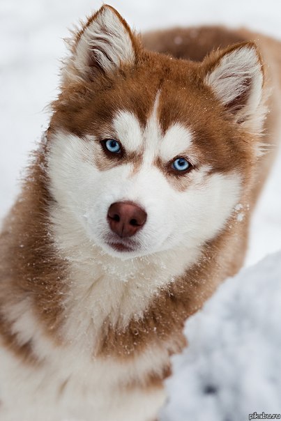 ПРОПАЛА СОБАКА!