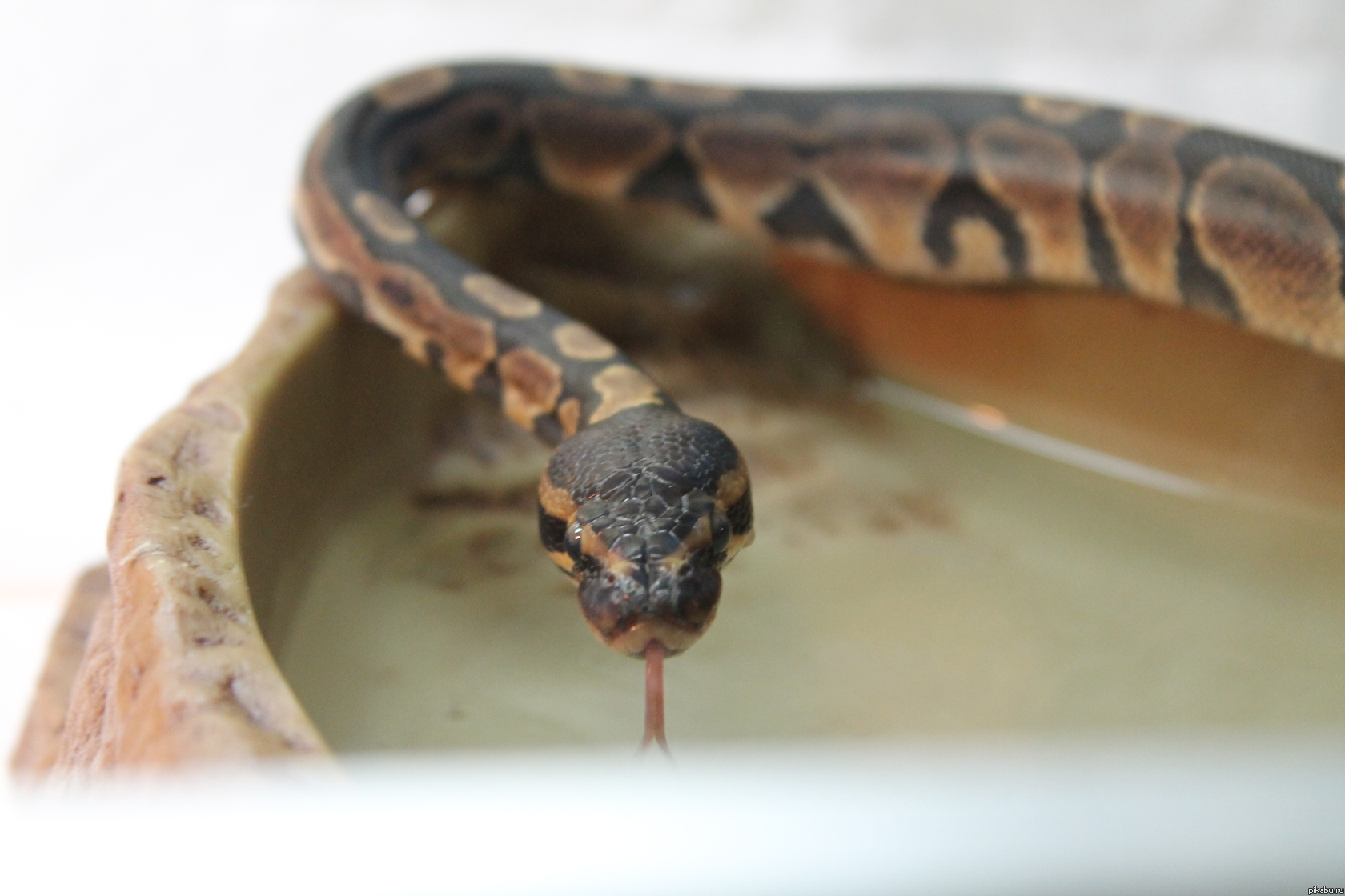 Мой новый питомец! Делюсь Радостью!