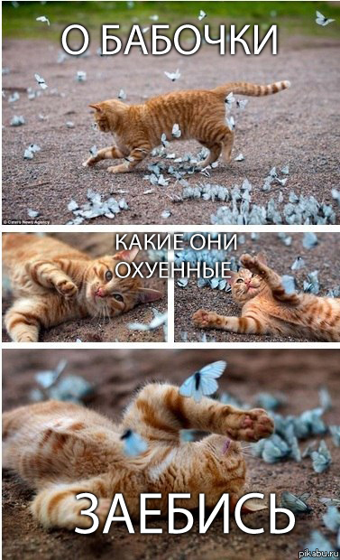 О бабочки!