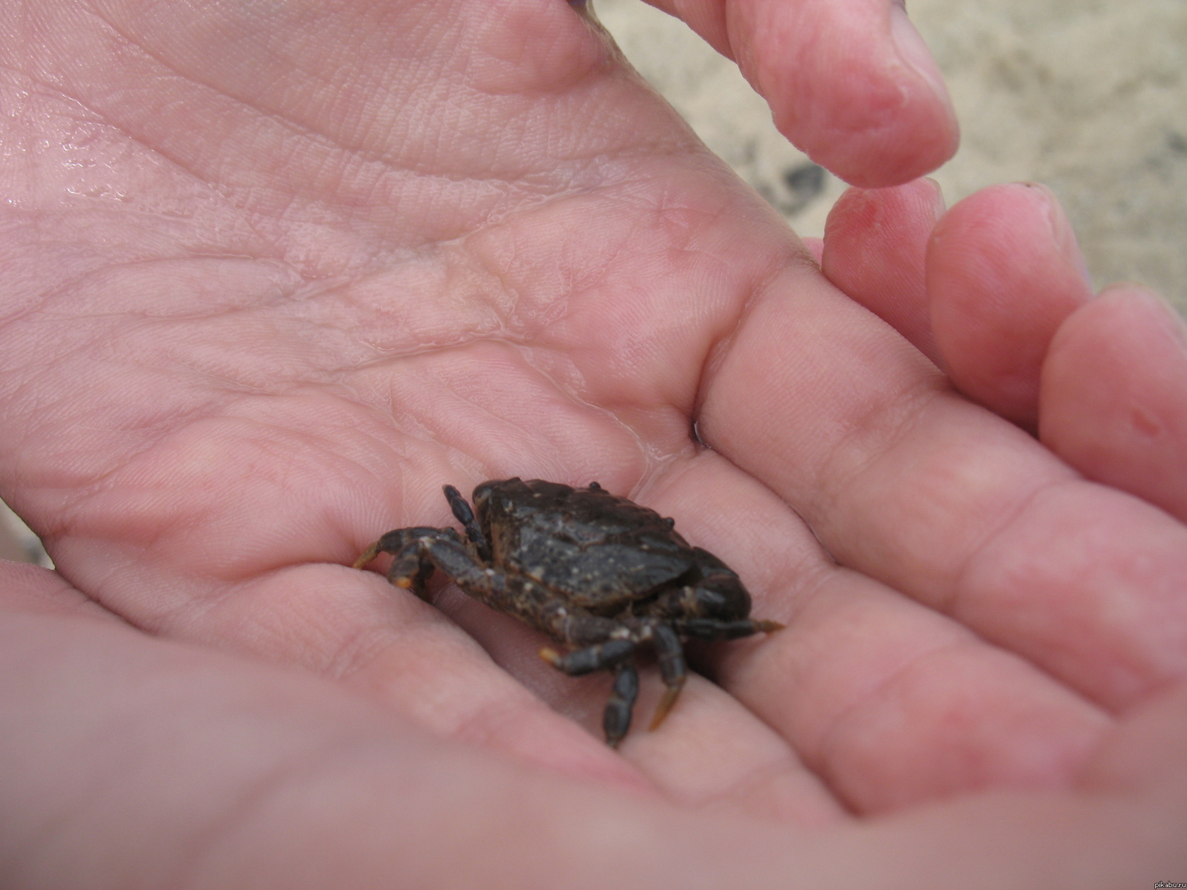 � ��������.