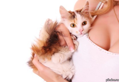 Кот Сисенгера :)