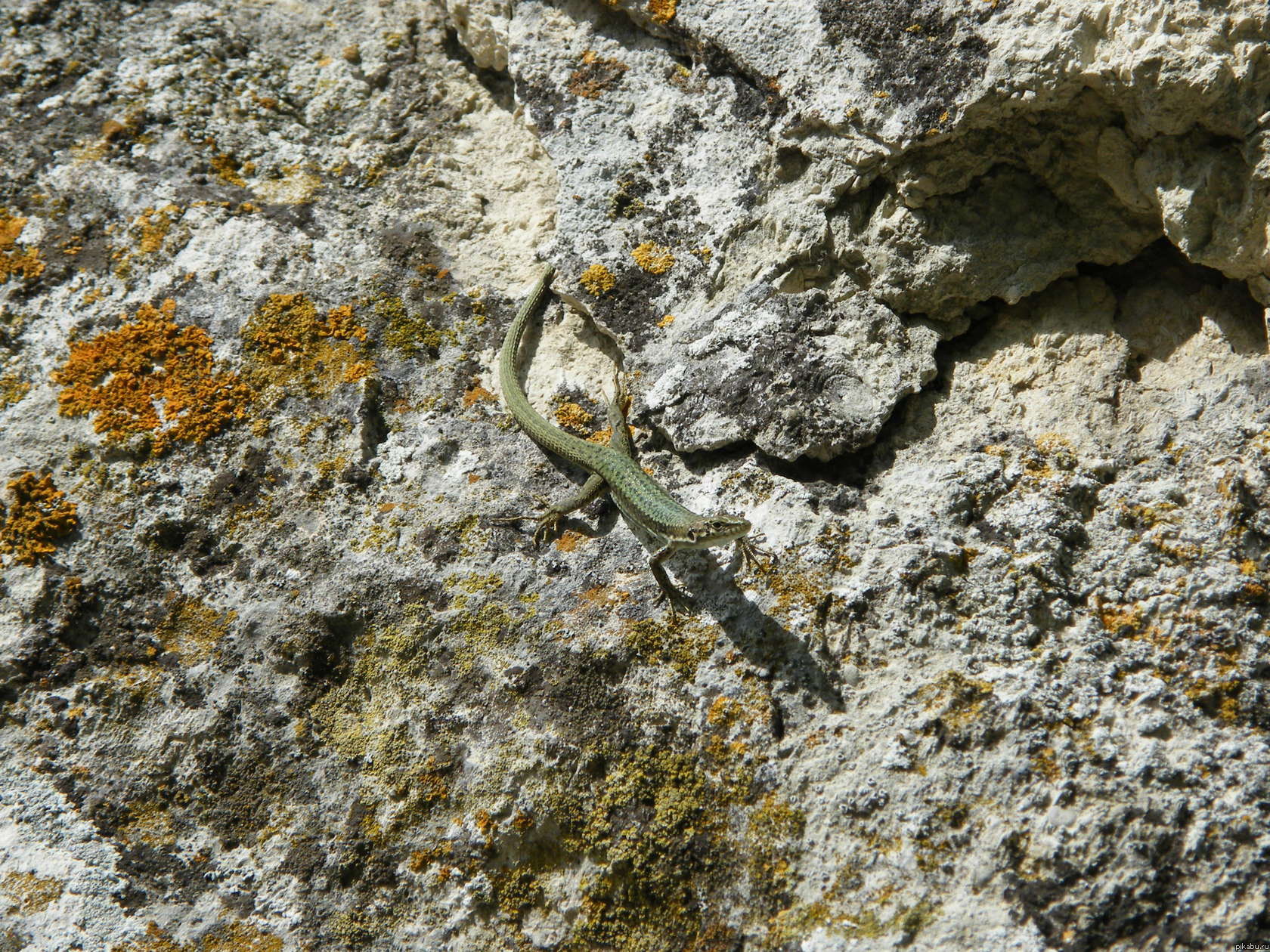 Вот недавно был в Пещерном городе , и на каменной часовне заметил это чудо