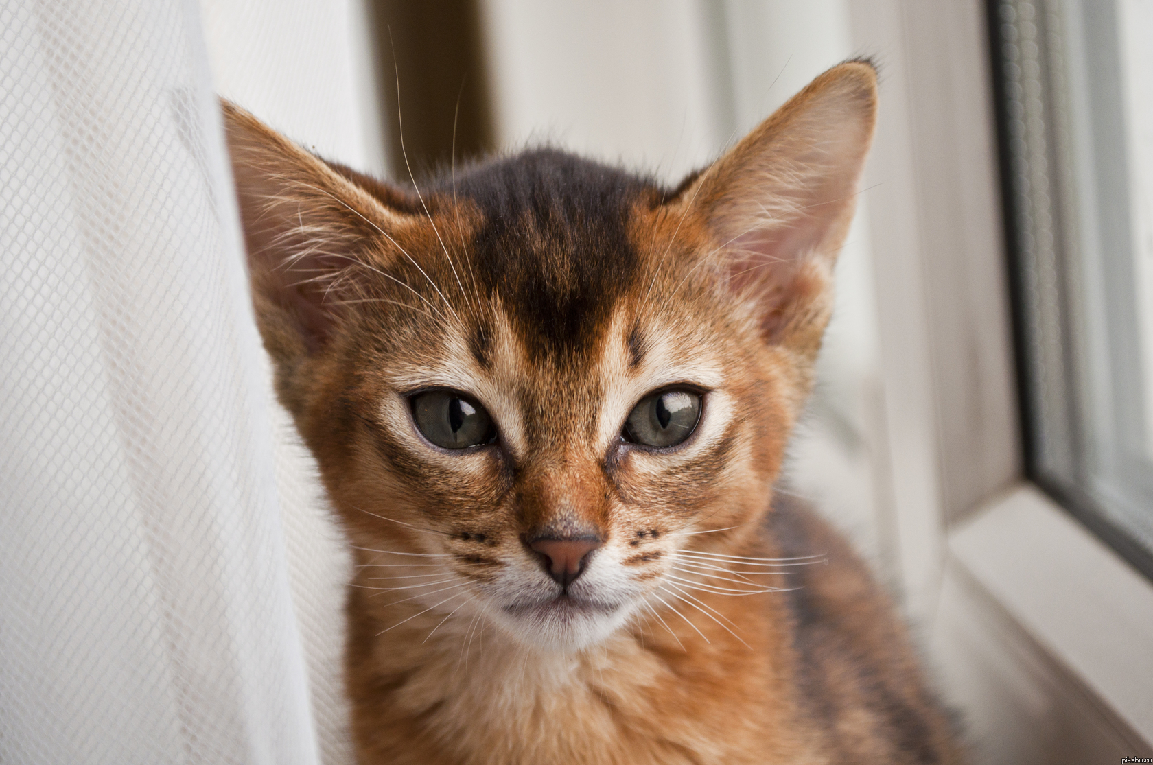 ��� �������