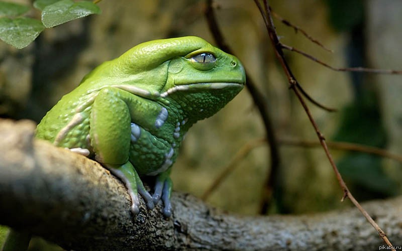 Хладнокровие