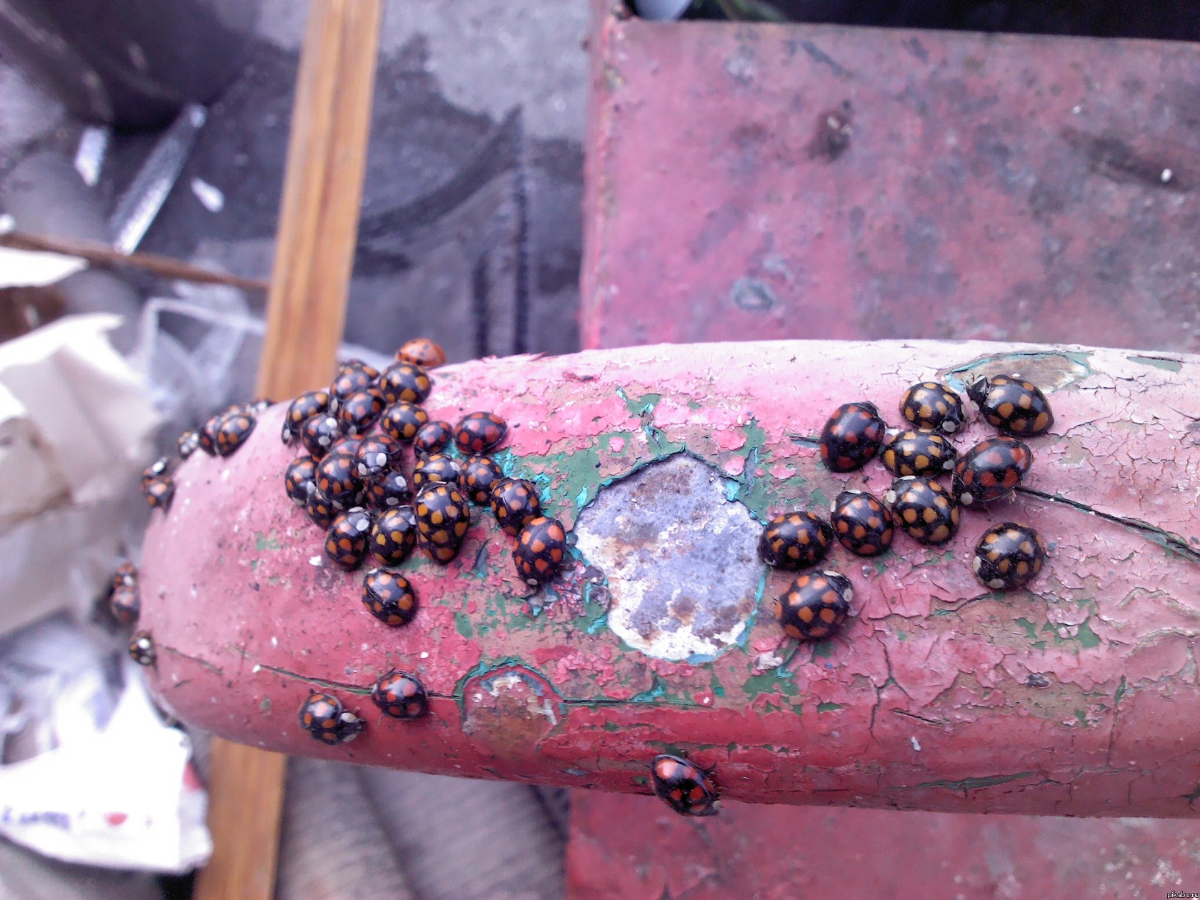 ���� ������ ������� � ����� :)