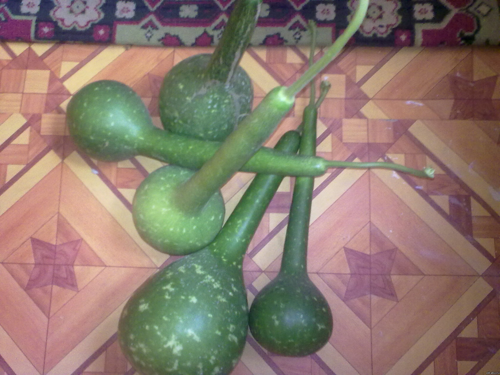 Вот что выросло в саду!