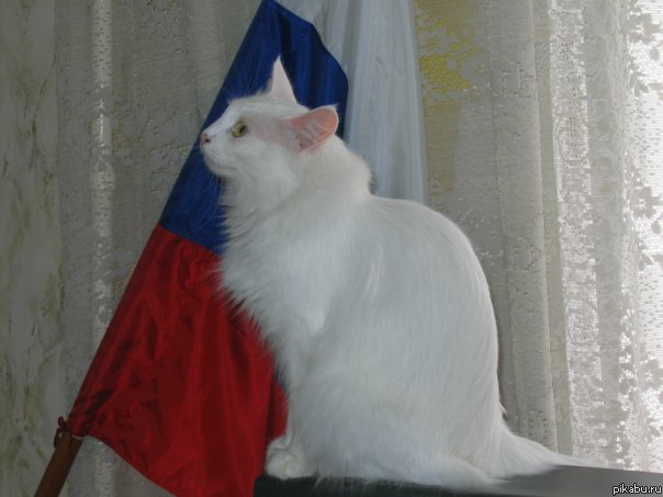 Кошка-патриот!