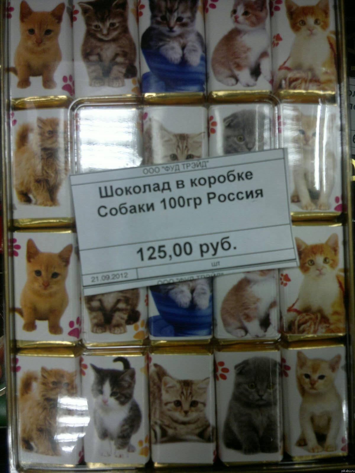 Кэп ошибся. Котики