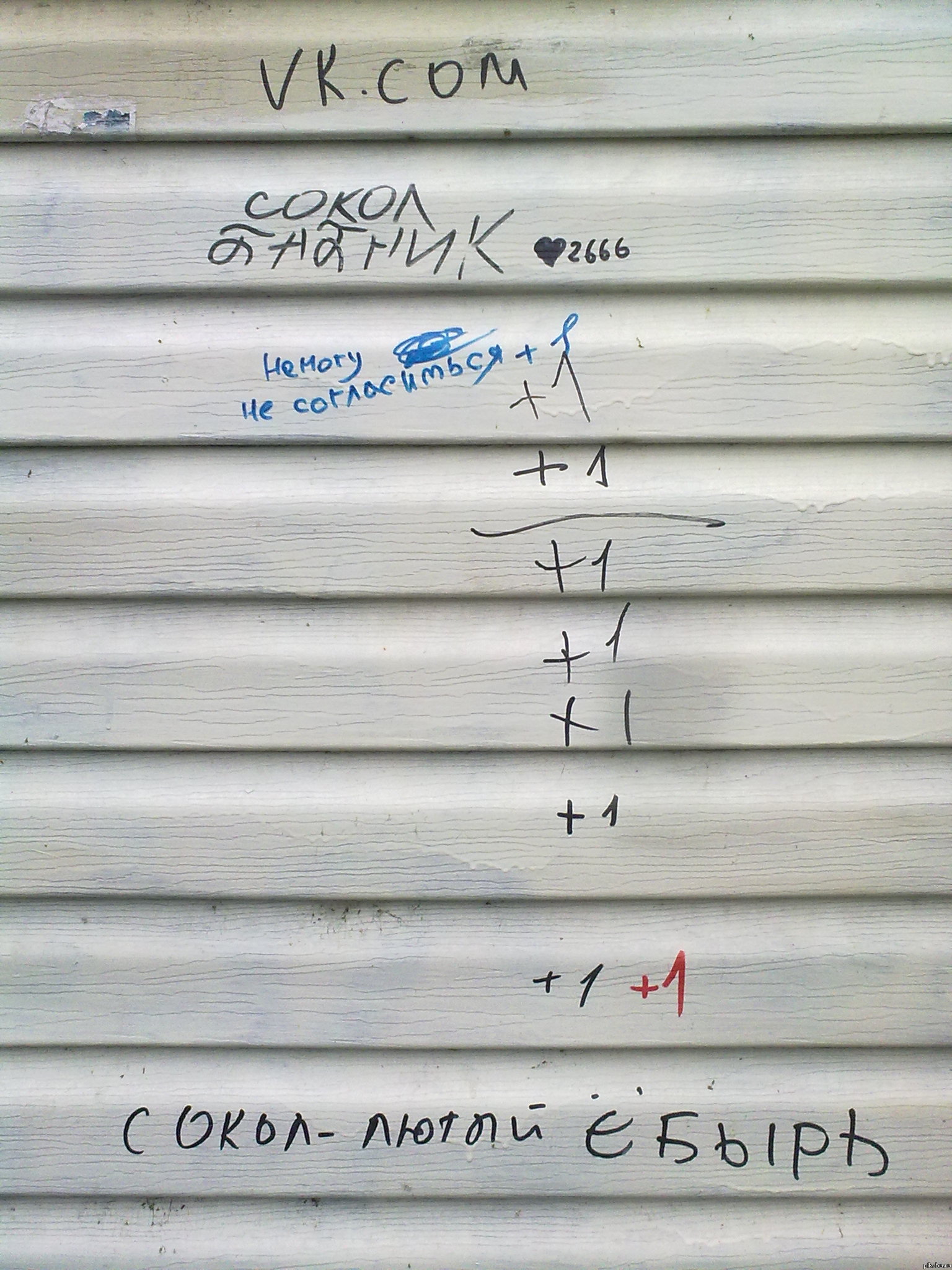 Сокол - бабник