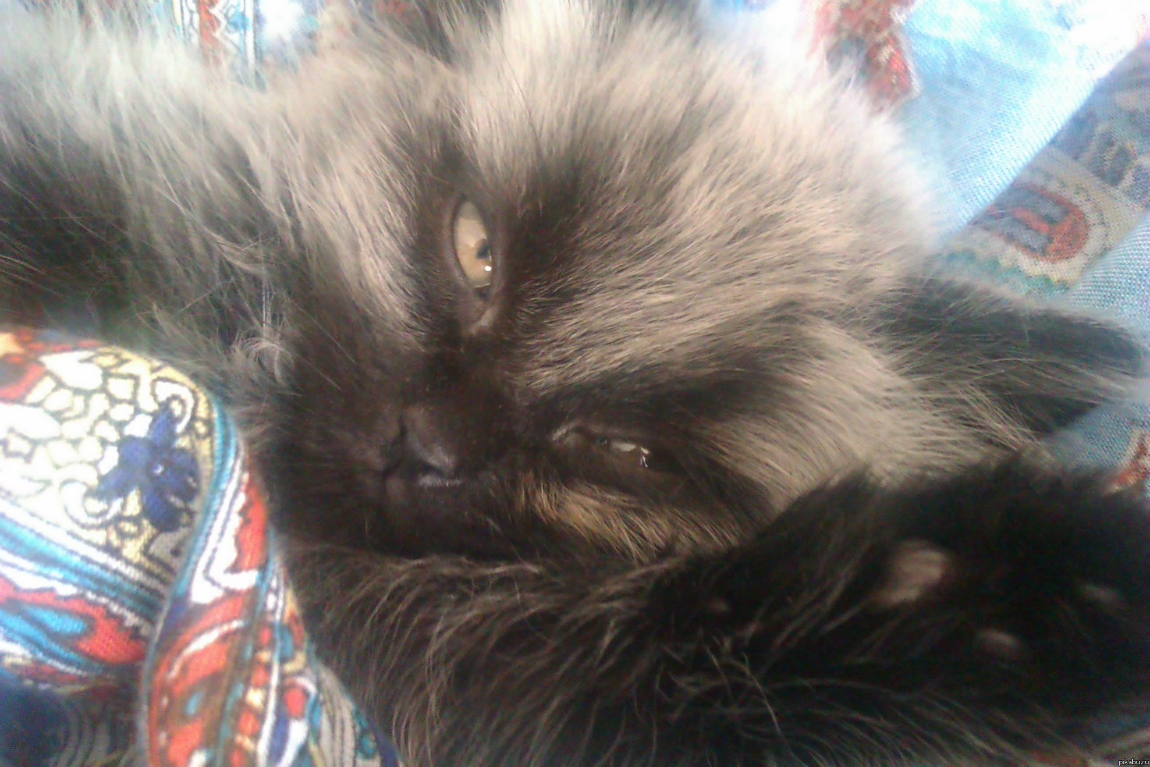 Вот такая у меня есть няша)