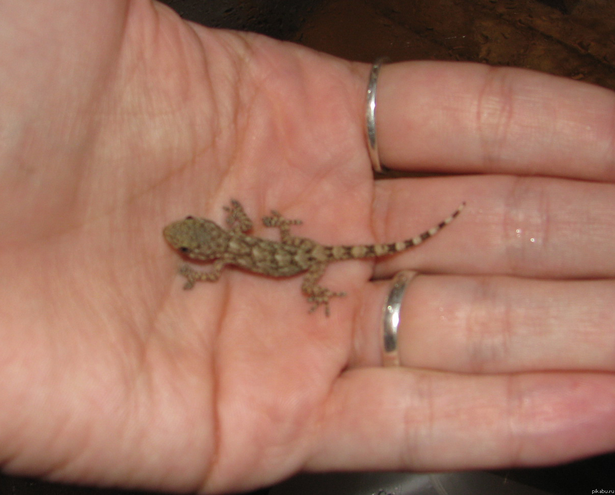 ������� ������������� �������.