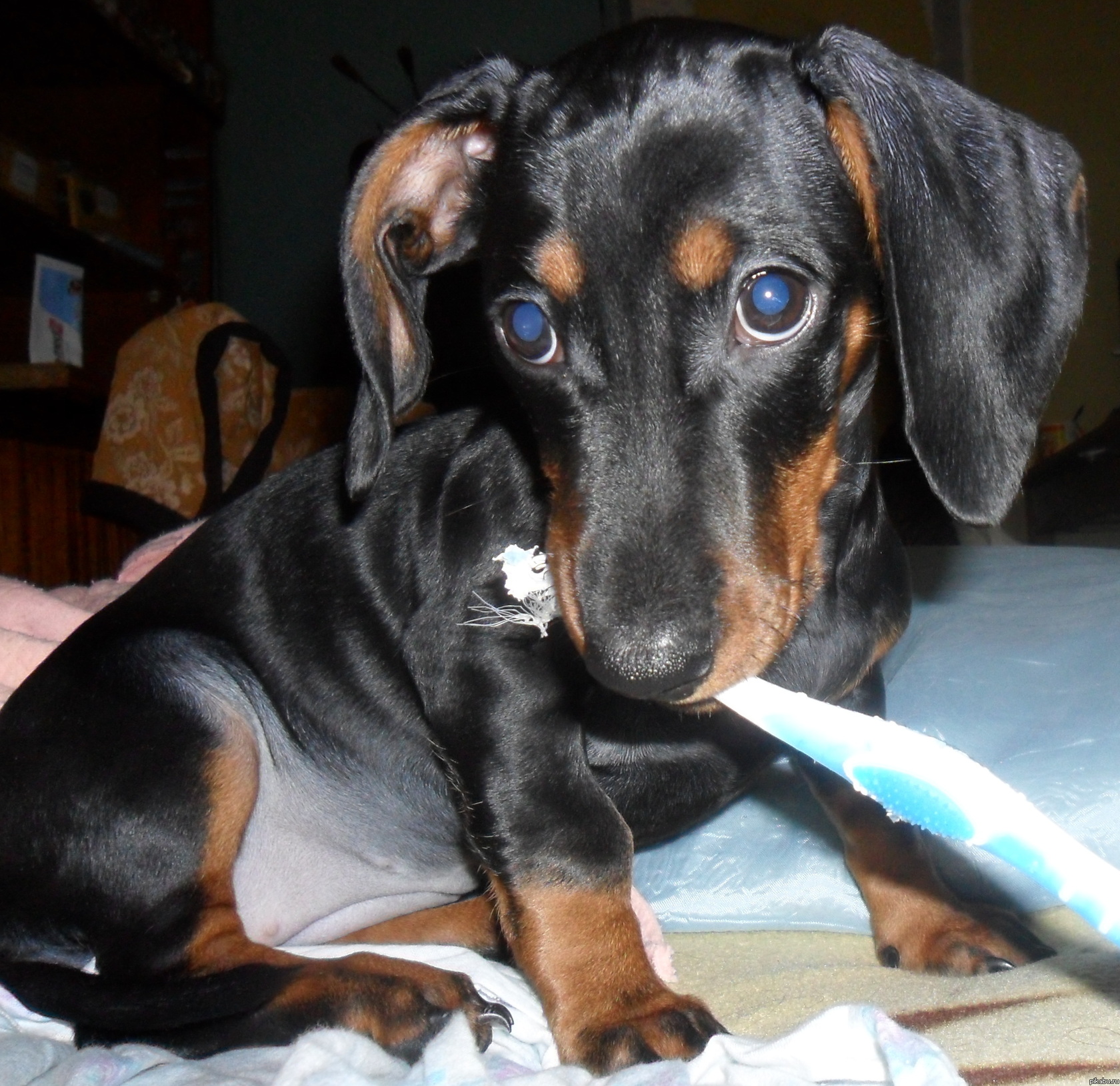 ������ ������ ����� ���������