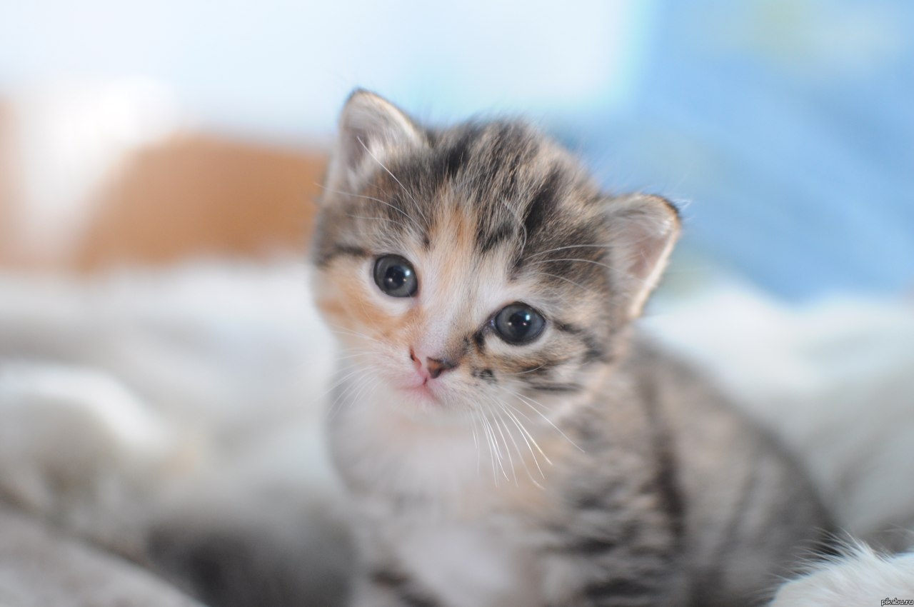 Маленькая котейка
