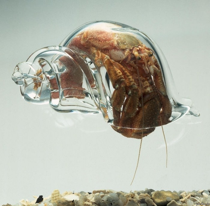 ����� ���������� ����� ��� ����-����������