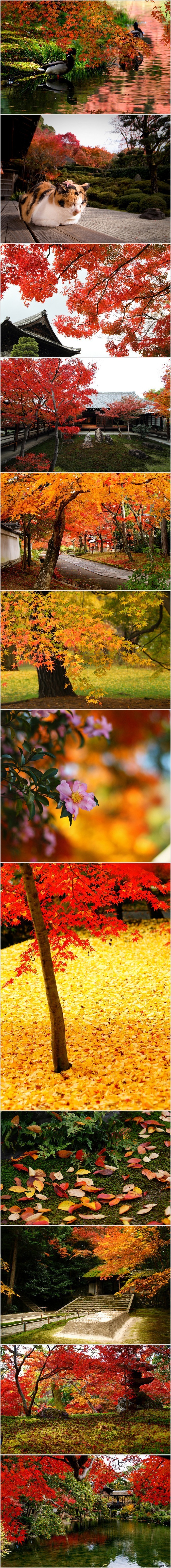 Япония, Осень 2012 (г. Киото)