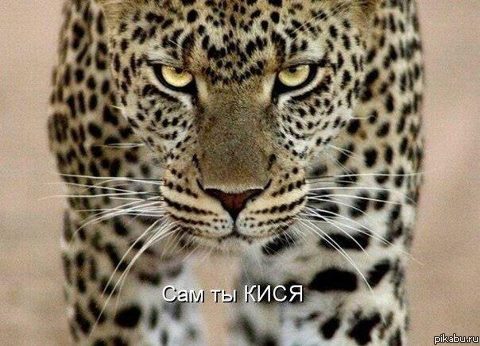 сам ты кися..
