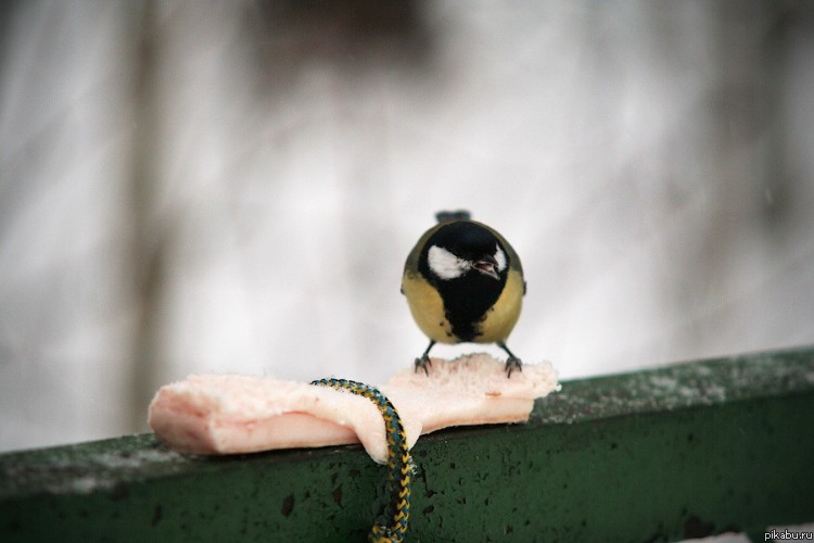 Обед для синички | Пикабу