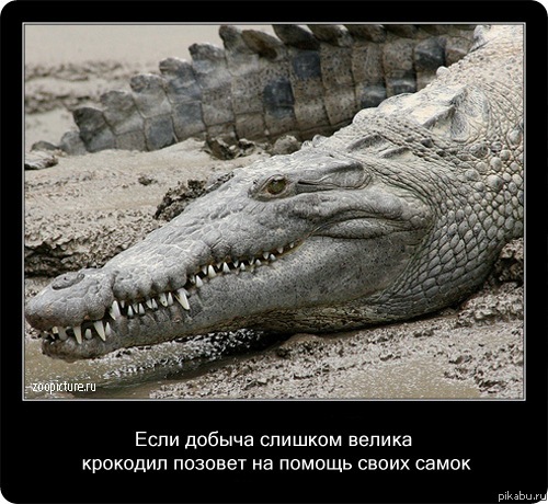 ������� � ���������� (� ���������)