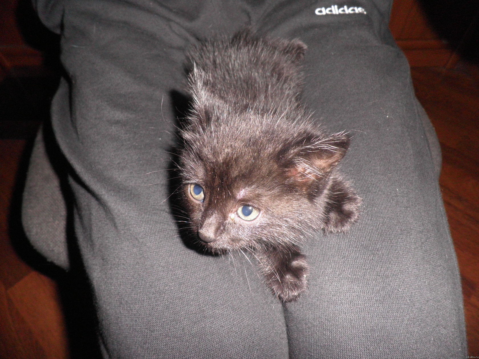 ������� ����� ���� :3