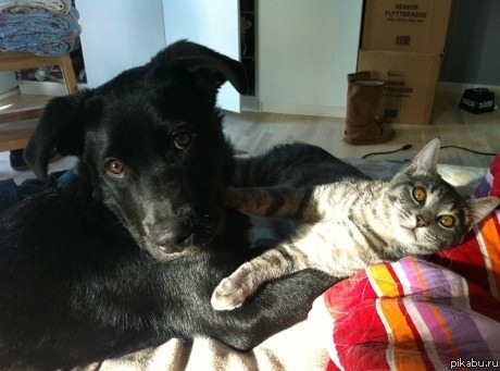 &quot;  ,     &quot;