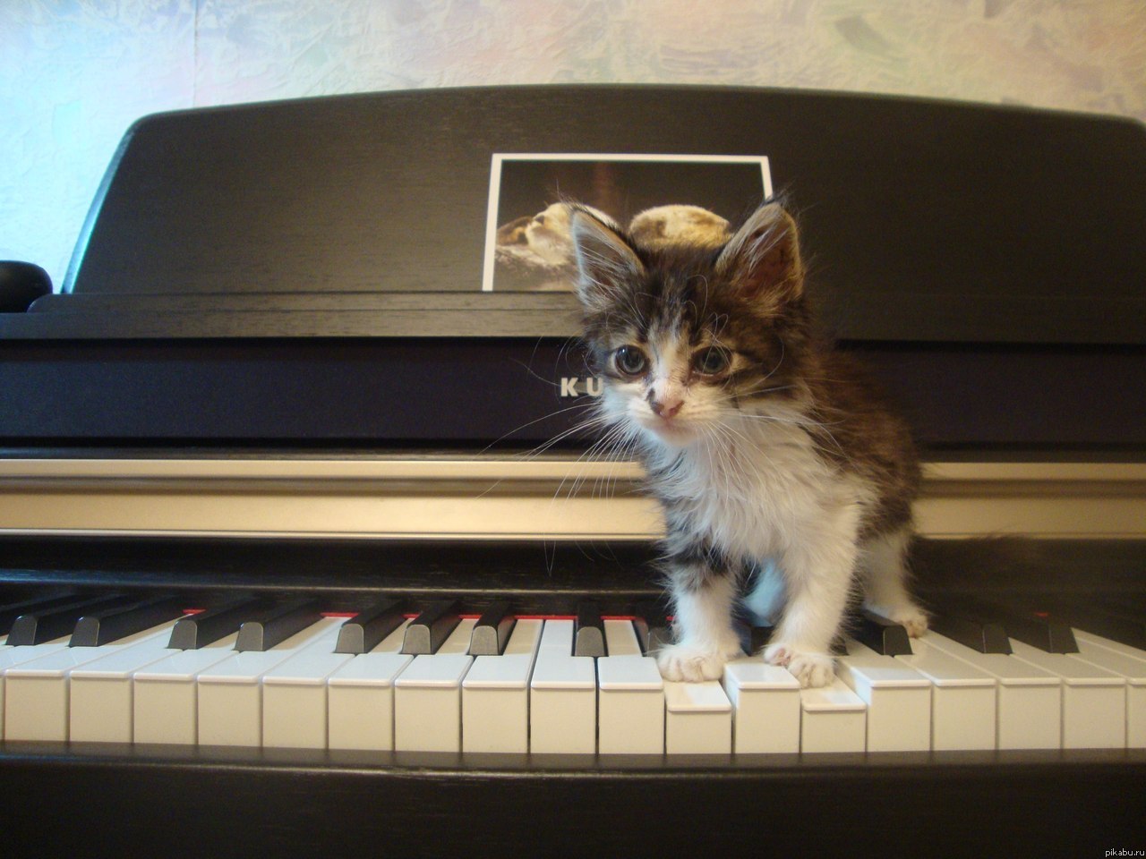 �������� ������, �������� ������ ����� �������� �����������. ��� ������� � ����� � ����������. �.��������, �������� ������, ���� � �����