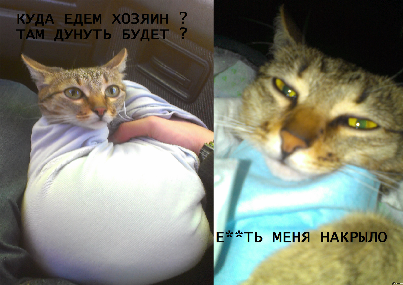 Возил своё котэ на стерилизацию,сфоткал её ДО и ПОСЛЕ операции,весело получилось :))