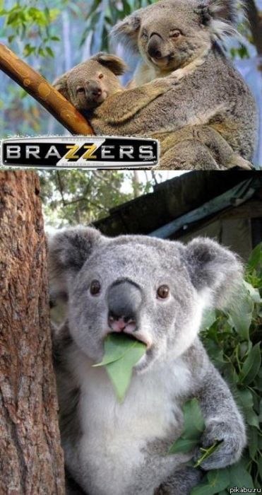 Koala BraZZers