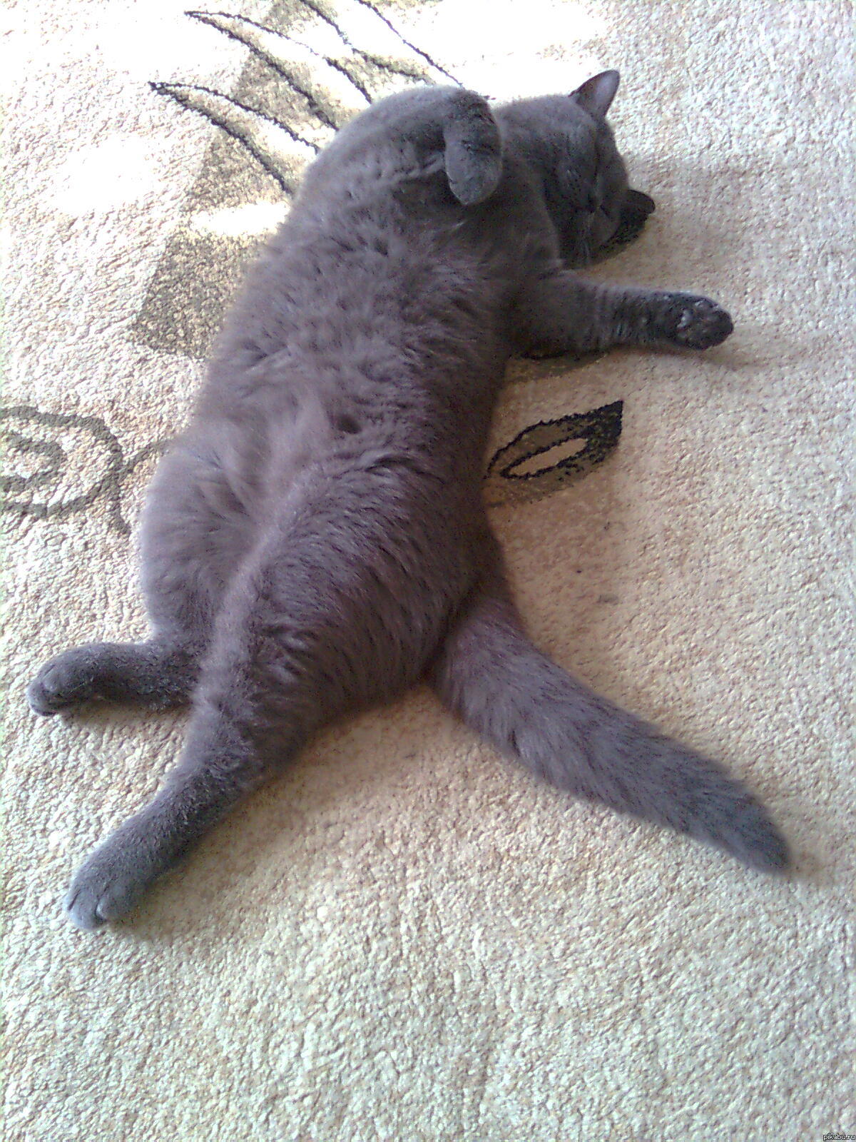 КЫСЯ СПИТ )))