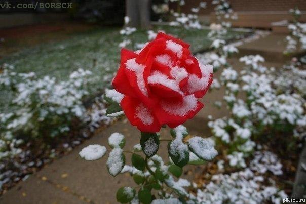 Роза в снегу... | Пикабу