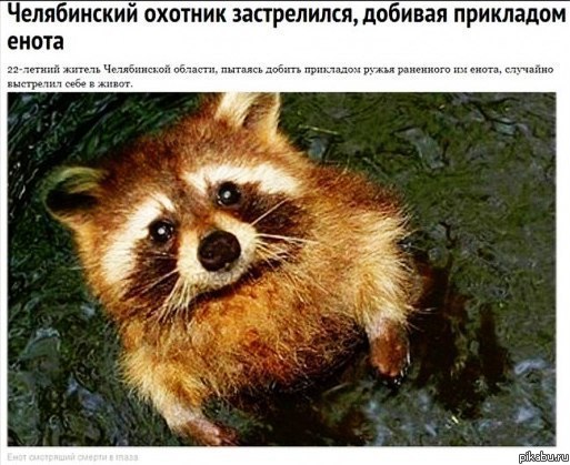 Челябинские еноты настолько суровы... | Пикабу