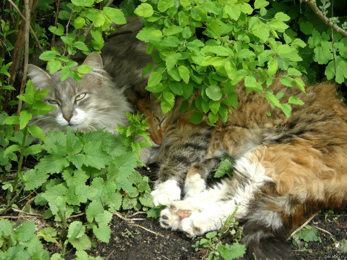 Котики в кустах. | Пикабу