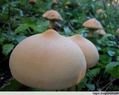 Какие грибы!