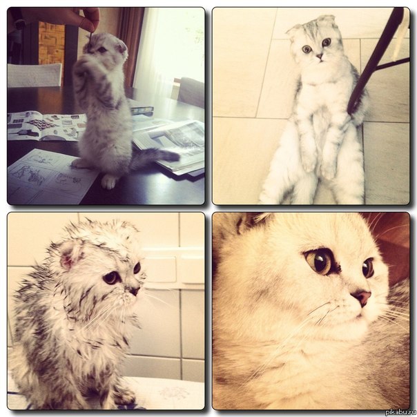 Мой красавец)