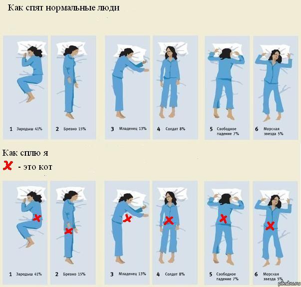 и снова кот