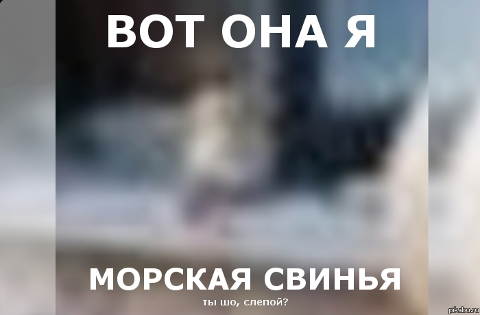 ,   .    http://pikabu.ru/story/a_vyi_uvidite_781190   .)