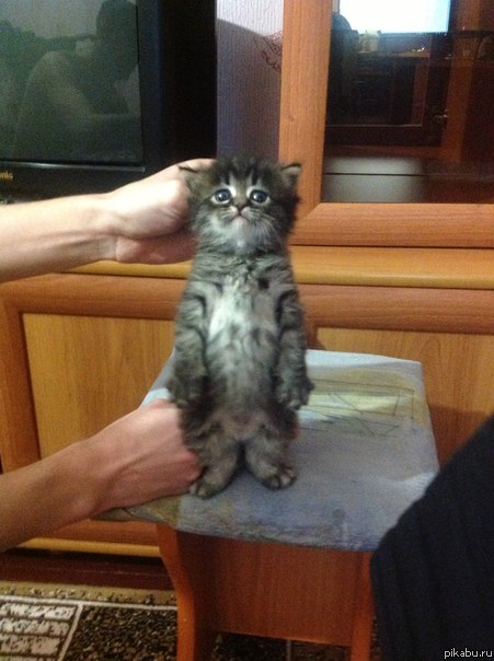 �������� �����