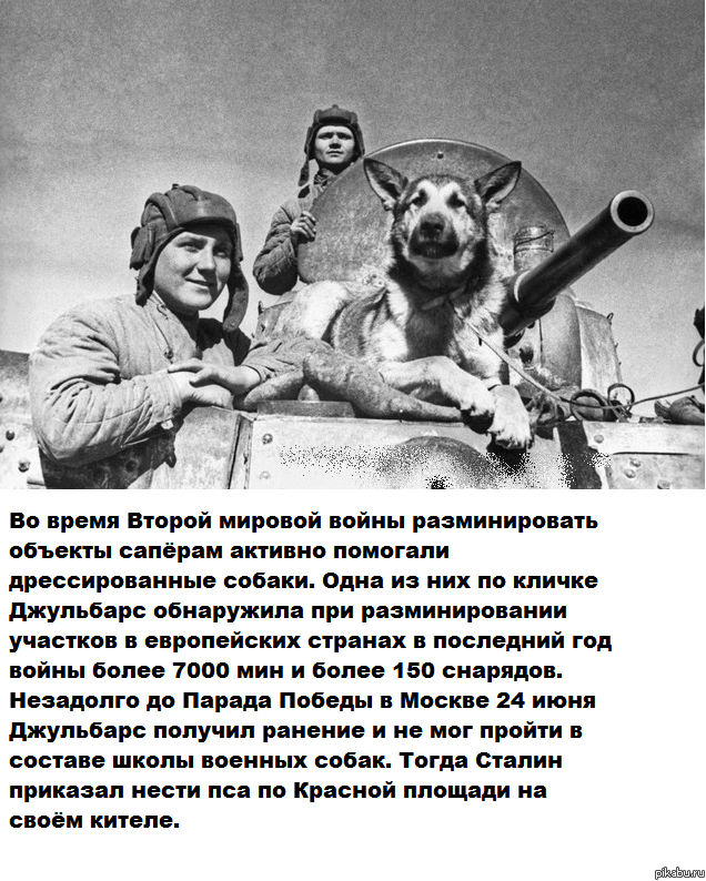 Вот это собака!